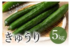 キュウリ 5kg きゅうり 胡瓜 夏野菜 常温便 新鮮 国産 茨城県産 野菜 夏 旬 産地直送 農園直送 ベジタブル グリーン サラダ 一本漬け 浅漬け 家庭用 業務用 フレッシュ 茨城県 石岡市 (A33-002)