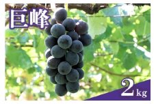【 2025年 先行予約 】 巨峰 2kg ( 種あり ) 石田ぶどう園 5房 ～ 8房 ぶどう ブドウ 国産 果物 くだもの 葡萄 フルーツ 2キロ 9月 10月 発送 秋 旬 品種 茨城県産 産地直送 産直 農家直送 冷蔵 茨城県 石岡市 (A02-002)