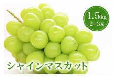 【 2025年 先行予約 】 シャインマスカット 1.5kg 鈴木ぶどう園 2房 ～ 3房 ぶどう ブドウ 国産 種なし 果物 くだもの 1.5キロ 種無し 皮ごと食べられる 甘い フルーツ 10月 発送 旬 秋 茨城県産 産地直送 産直 農家直送 冷蔵 茨城県 石岡市 (A07-004)