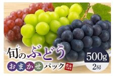 旬のぶどうお任せパック（種あり） 500g A14-016