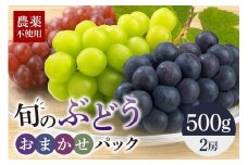 旬のぶどうお任せパック（種あり）　500g A14-016
