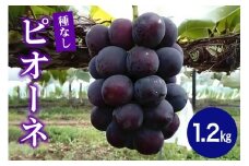 ピオーネ1.2kg ぶどう ブドウ 葡萄 果物 くだもの フルーツ A01-017