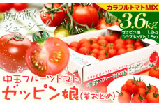 中玉フルーツトマト ゼッピン娘 1.8kg カラフルトマトMIX 1.8kg 計3.6kg 《10月中旬～5月末頃出荷》 希少な品種 華おとめ 甘い 野菜 結城市産 ゼッピン娘 華おとめ 中玉品種 皮が薄い 薄皮 サラダ 前菜 食材 料理