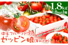 中玉フルーツトマト ゼッピン娘 1.8kg ×1箱 《10月中旬～5月末頃出荷》希少な品種 華おとめ 甘い 野菜 結城市産 ゼッピン娘 華おとめ 中玉品種 皮が薄い 薄皮 サラダ 前菜 食材 料理