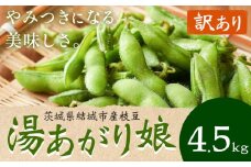 【訳あり】 茨城県結城市産枝豆「湯あがり娘」4.5kg （茶豆味）　有限会社大嶋農園 《7月中旬-8月上旬頃出荷》 野菜 国産 甘み 香り 濃厚 つまみ ビールのおつまみ ビールのつまみ 【配送不可地域あり】