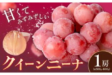 クイーンニーナ ぶどう 1房 約500～600g 葡萄 ブドウ ぶどう 赤ぶどう 大粒 種なし フルーツ 果物 産地直送 新鮮 ジューシー お取り寄せ 国産  茨城県 結城市《8月下旬-9月下旬出荷予定(土日祝除く)》 會澤ぶどう・キウイフルーツ園 【配送不可地域あり】(離島)