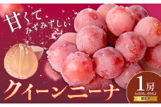 ぶどう 贈答用 クイーンニーナ 1房 約500～600g 葡萄 ブドウ ぶどう 赤ぶどう 大粒 種なし フルーツ 果物 産地直送 新鮮 ジューシー お取り寄せ 国産 茨城県 結城市《8月下旬-9月下旬頃出荷》會澤ぶどう・キウイフルーツ園 【配送不可地域あり】(離島)
