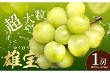 ぶどう 雄宝 1房 約700～900g 葡萄 ブドウ ぶどう 大粒 種なし 皮ごと フルーツ 果物 産地直送 新鮮 ジューシー お取り寄せ ギフト 国産 季節限定 茨城県 結城市《8月下旬-9月下旬頃出荷》 會澤ぶどう・キウイフルーツ園 【配送不可地域あり】(離島)