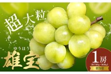ぶどう 贈答用 雄宝 1房 約700～900g 葡萄 ブドウ ぶどう 大粒 種なし フルーツ 果物 産地直送 新鮮 お取り寄せ ギフト 国産 季節限定 茨城県 結城市《8月下旬-9月下旬頃出荷》會澤ぶどう・キウイフルーツ園 【配送不可地域あり】(離島)