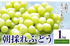 ぶどう 農園直送 朝採れシャインマスカット 2～3房（1kg以上） 果物 ぶどう フルーツ 茨城県産 結城市産 産地直送 《2025年8月下旬-9月下旬頃出荷》 【配送不可地域あり】