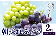 ぶどう 朝採れ直送 シャインマスカット・巨峰詰め合わせ （2kg以上） 果物 ぶどう フルーツ 茨城県産 結城市産 産地直送 《2025年8月下旬-9月下旬頃出荷》 【配送不可地域あり】