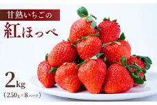 【1月中旬発送】甘熟いちごの紅ほっぺ 選べる数量 2kg (250g×8パック)  | いちご 苺 イチゴ  紅ほっぺ べにほっぺ 甘い 完熟 完熟いちご 濃厚 果物 フルーツ おやつ デザート ストロベリー パフェ いちご大福 ショートケーキ いちごサンド フルーツサンド ジュース スムージー ショートケーキ ヨーグルト  ギフト 贈答 贈り物 新鮮 期間限定 季節限定 茨城県 龍ケ崎市
