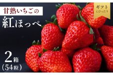 【1月中旬発送】甘熟いちごの紅ほっぺ 選べる数量 2箱 (54粒)  | いちご 苺 イチゴ  紅ほっぺ べにほっぺ 甘い 完熟 完熟いちご 濃厚 果物 フルーツ おやつ デザート ストロベリー パフェ いちご大福 ショートケーキ いちごサンド フルーツサンド ジュース スムージー ショートケーキ ヨーグルト  ギフト 贈答 贈り物 新鮮 期間限定 季節限定 茨城県 龍ケ崎市