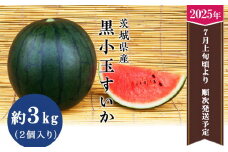 【 先行予約 】 茨城県産 黒小玉すいか 3kg（ 2個 ） 【 2025年7月上旬 ～ 7月下旬ごろ発送予定 】【 スイカ すいか 小玉すいか 小玉スイカ 黒玉スイカ 黒小玉すいか 果物 フルーツ スイカ割り 】
