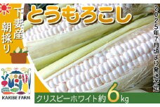 【 先行予約 】 下妻産朝採りとうもろこし 約6kg （ クリスピーホワイト ）【 先行予約：2025年7月上旬～7月中旬ころ順次発送予定 】【 とうもろこし トウモロコシ とうきび 甘い スイーツ デザート コーン 人気 野菜 新鮮 おすすめ 】[SZR]