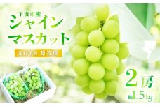 【 2025年 先行予約 】 シャインマスカット 2房 （ 約1.5kg ） 贈答用 【 石崎ぶどう園 】（ 2025年8月下旬から9月下旬頃発送予定 ）【 フルーツ 果物 ぶどう ブドウ 葡萄 シャイン マスカット 茨城県産 国産 人気 農園 スイーツ お取り寄せ 】