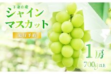 【 2025年 先行予約 】 シャインマスカット 1房 （ 700g以上 ） 【 石崎ぶどう園 】 （ 2025年8月下旬から9月下旬頃発送予定 ）【 フルーツ 果物 ぶどう ブドウ 葡萄 シャイン マスカット 茨城県産 国産 人気 農園 スイーツ お取り寄せ 】
