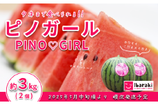 【 先行予約 】 茨城県産 ピノガール 約3kg （ 2個 ） 【 2025年5月中旬～6月中旬ごろ発送予定 】 【 スイカ 西瓜 果物 くだもの フルーツ 国産 季節限定 人気 贈り物 お取り寄せ プレゼント 厳選 デザート 】