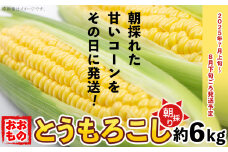 【 先行予約 】 朝採りとうもろこし 約6kg （ おおもの ） 【 2025年7月上旬～8月中旬ころ順次発送予定 】【 とうもろこし トウモロコシ とうきび 甘い スイーツ デザート コーン 人気 野菜 新鮮 おすすめ 】[SZR]
