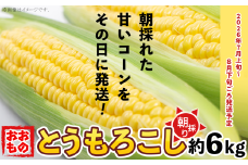 【 先行予約 】 朝採りとうもろこし 約6kg （ おおもの ） 【 2026年7月上旬～8月中旬ころ順次発送予定 】【 とうもろこし トウモロコシ とうきび 甘い スイーツ デザート コーン 人気 野菜 新鮮 おすすめ 】[SZR]