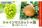 シャイン マスカット & 梨 人気 フルーツ 食べ比べ セット