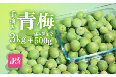 【 先行予約 】【 訳あり 】 青梅 3kg ＋ 500g （ 傷み保証分 ） 計3.5kg 【 2025年5月末～6月頃発送予定 】【 青梅 梅酒 梅 うめ 梅シロップ 梅ジュース 梅ジャム 障がい者雇用 】[SZR]