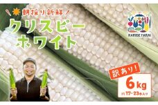 【 先行予約 】【 訳あり 】下妻産 朝採りとうもろこし （ クリスピーホワイト ） 約6kg 【 2025年7月上旬～7月中旬ころ順次発送予定 】【 とうもろこし とうきび トウモロコシ 甘い スイーツ デザート クリスピーホワイト コーン 人気 野菜 新鮮 おすすめ 】[SZR]