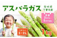 朝採りアスパラガス 1kg S ～ 2Lサイズ ( ふぞろい ) ハウス栽培 春芽 25年3月下旬 ～ 5月発送 【 先行予約 グリーンアスパラ 野菜 サラダ 農家直送 産地直送 訳あり 不揃い ふぞろい 】
