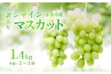 【訳あり】シャインマスカット　約1.4kg（2房～5房）【訳あり わけあり 不揃い フルーツ 果物 ぶどう ブドウ 葡萄 シャイン マスカット 茨城県産 甘い 皮ごと ジューシー 種なし デザート 新鮮 人気 おすすめ】[SZR]