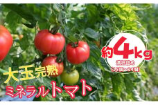 ミネラルトマト（大玉完熟トマト）4kg満杯詰め（15個～24個）【大玉 甘味 甘い 濃厚 ミネラル 旬 茨城県 常総市】 ※2025年6月上旬～6月中旬頃に順次発送予定 ※沖縄・離島への配送不可