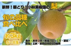 【先行予約】小林果樹園の梨 食べ比べ 5～8玉  約3kg｜朝どり みずみずしい 梨 なし ナシ フルーツ 果物 豊水 あきづき 新高 にっこり 愛宕 新雪 王秋 新興 常総市