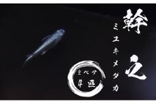 下総めだかの学校厳選！幹之（ミユキメダカ）2ペア4匹 生き物 鑑賞