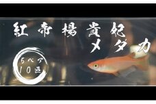 下総めだかの学校厳選！紅帝楊貴妃メダカ　5ペア10匹 生き物