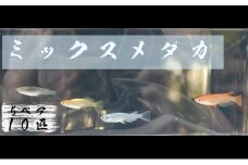 下総めだかの学校厳選！ミックスメダカ　5ペア10匹 生き物 鑑賞