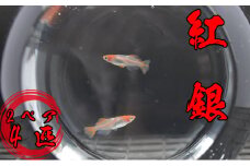 下総めだかの学校厳選！紅銀(べにぎん)2ペア4匹
