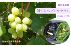 【先行予約】味くらべ ブドウ セット 1.2kg （ シャインマスカット と 旬のぶどう ）ぶどう 葡萄 ※2025年8月下旬～10月中旬頃に順次発送予定 ※沖縄・離島への配送不可