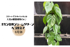 オキシカルジュームグリーン ヘゴ仕立て 6号鉢