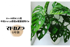マドカズラ ６号鉢