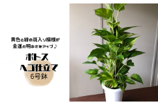 ポトス ヘゴ仕立て ６号鉢