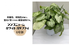シンゴニューム ホワイトバタフライ ６号鉢