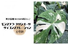 モンステラ デリシオーサ タイコンステレーション 6号鉢