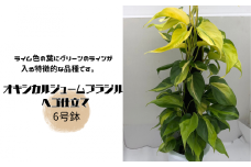 オキシカルジューム ブラジル ヘゴ仕立て ６号鉢