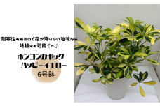 ホンコンカポック ハッピーイエロー 6号鉢