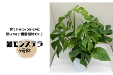 姫モンステラ　6号鉢