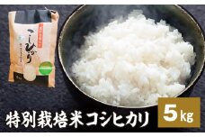 新米【令和7年産】特別栽培米コシヒカリ 5kg 新米 米 お米 コメ こめ 精米 ライス 白米 炭水化物 ご飯 主食 食卓 おにぎり お弁当 茨城県産 ※2025年9月中旬頃より順次発送予定