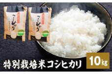 新米【令和7年産特別栽培米】 コシヒカリ 10kg 新米 米 お米 コメ こめ 精米 ライス 白米 炭水化物 ご飯 主食 食卓 おにぎり お弁当 茨城県産 ※2025年9月中旬頃より順次発送予定