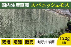 国産スパニッシュモス 太葉 120ｇ 年数をかけて自家増殖させたスパニッシュモス太葉 重120ｇ×1束