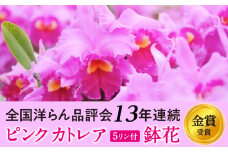 厳選カトレア鉢花 5輪咲コース 鉢花カトレア 5リン咲き 全国洋らん品評会13年連続金賞受賞 山野井洋蘭 カトレア ※本州限定 ※離島への配送不可