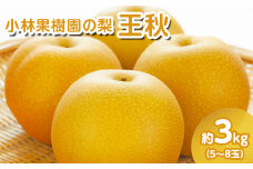 【先行予約】小林果樹園の梨 王秋 5～8玉 約3kg｜おうしゅう 朝どり みずみずしい 梨 なし ナシ フルーツ 果物 常総市