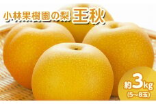 【先行予約】小林果樹園の梨 王秋 5～8玉 約3kg｜おうしゅう 朝どり みずみずしい 梨 なし ナシ フルーツ 果物 常総市